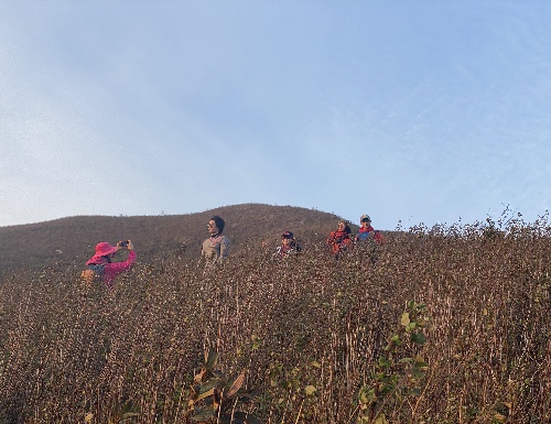 Trekking - SAMU, Bắc Yên, Sơn La
